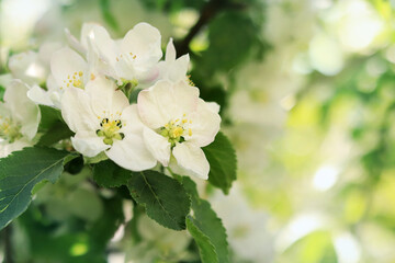 White apple flowers. Spring background or screensaver. Selective Focus