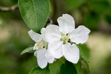 Kwiaty jabłoni kwitnące na wiosnę