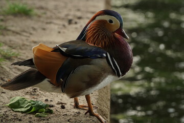 Multicoloured mandarin duck sit on piers close up