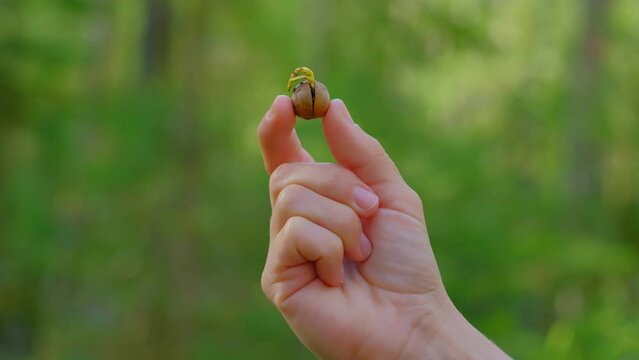 The girl holds a sprouted nut in her hand. Green background. Planting plants in the spring forest.