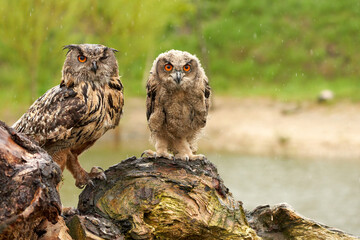 Two wild Eurasian eagle owls are sitting outside on a tree trunk in the rain. Red eyes, young bird with its mother. Lake in background