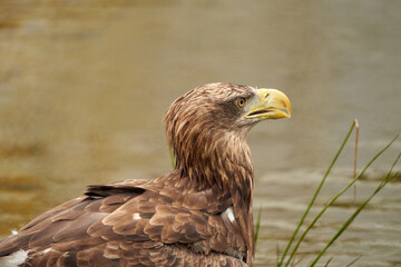 A detailed bald eagle head, yellow bill. The bird sits on the edge of the water, scanning the water's surface for fish