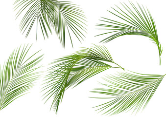 collection of five tropical palm leaves on a white isolated background