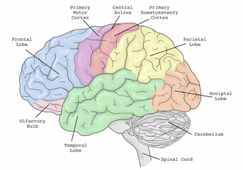 Brain areas parts functions, regions anatomy. Frontal, Primary Motor, Somatosensory cortex, parietal, occiptal, temporal lobe, olfactory bulb. Colorful section infographic diagram. Illustration vector