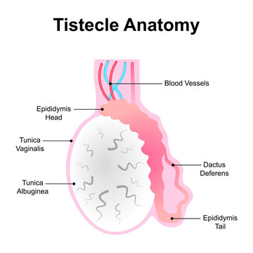 Scientific Designing of Testicle Anatomy. The Organ That Produces Sperm. The Male Reproductive Cell. Colorful Symbols. Vector Illustration.