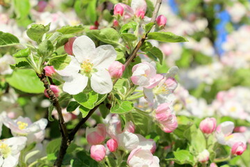Fototapeta na wymiar Blooming apple tree in May. Horizontal poster with small white and pink apple flowers.
