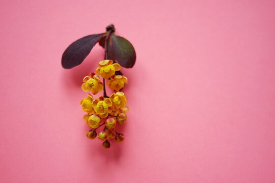 Fresh branch of barberry with yellow flowers on pink table