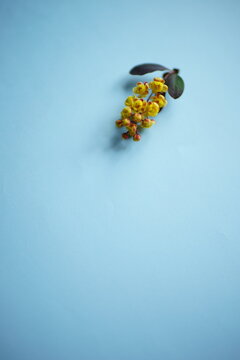 Branch Of Barberry With Yellow Flowers On Pale Blue Table