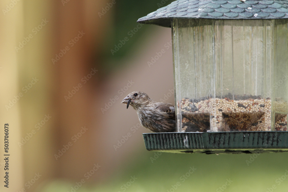 Poster macro shot of a little sparrow on a birdhouse full with feed