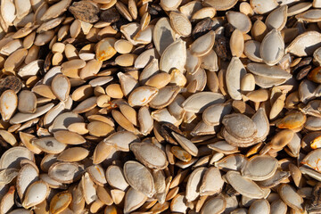 Dry seeds of pumpkin and melon crops. Close-up of a mixture of pumpkin seeds, melon, watermelon. Seeds for sowing- background