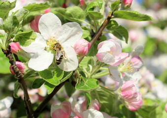 Blooming apple tree in May. Horizontal poster with small white and pink apple flowers.