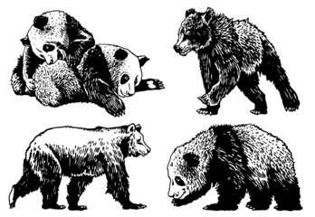 Obraz na płótnie Canvas Graphical set of cute hand-drown bears on white, grizzly bear and panda vector elements. Bears for printing, typography ,design,tattoo and logo
