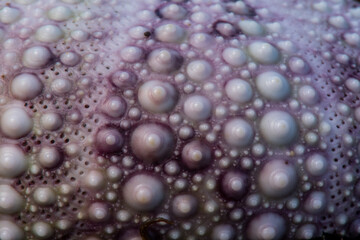 Texture of Purple and White Sea Shell