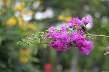 Closeup shot of blooming Violet butterfly bush