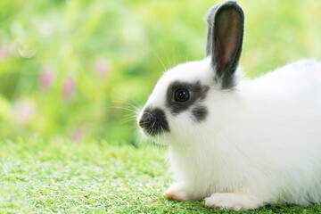 Fluffy rabbit bunny sitting green grass in spring summer background. Infant dwarf bunny black white...