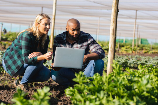 African american man discussing with caucasian woman over laptop while examining crops in greenhouse