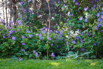 View of purple flowers in a garden 