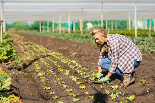 Focused mid adult caucasian woman planting vegetables on land in greenhouse during sunny day