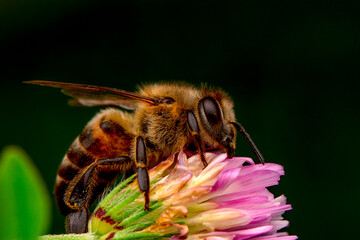 Close Up  beautiful  Bee macro in green nature 