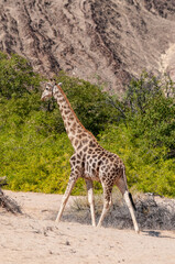 Obraz premium Impression of an Angolan Giraffe - Giraffa giraffa angolensis - wandering through the desert in north western, Namibia.