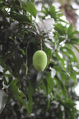 Green mango hanging on tree