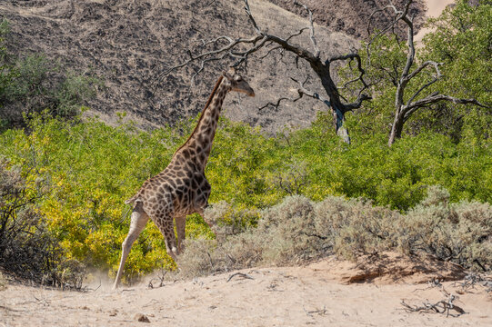 Impression of an Angolan Giraffe - Giraffa giraffa angolensis - wandering through the desert in north western, Namibia.