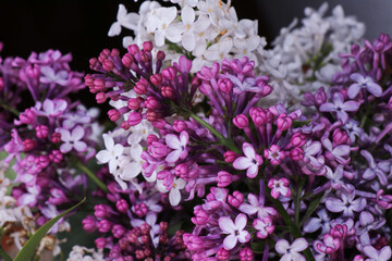 White and purple lilac in a basket isolated on a white background. Juicy and bright spring flowering
