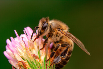 Close Up  beautiful  Bee macro in green nature 