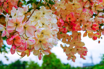 Cassia fistula x Cassia bakeriana, Rainbow shower tree, pink-white bouquets blooming in summer.
