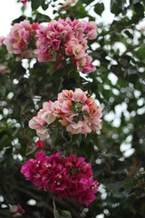 Colorful bougainvillea flowers blooming in the garden