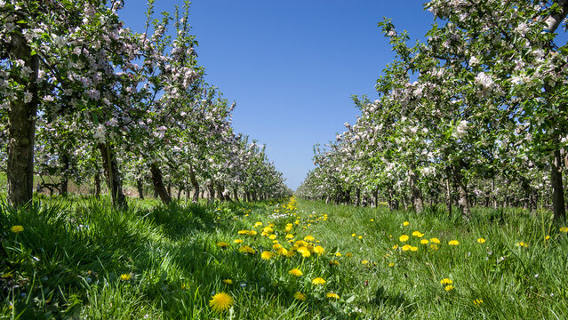 Apflebl&uuml;te Altes Land Niedersachsen