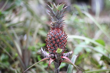 Fresh pineapple growing in pineapple garden