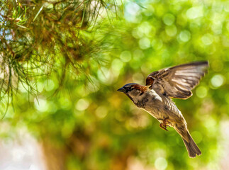 Male House Sparrow inflight with wings spread on a beautiful green bokeh background.