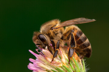 Close Up  beautiful  Bee macro in green nature 