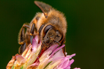 Close Up  beautiful  Bee macro in green nature 