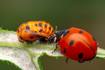 Beautiful ladybug on leaf defocused background