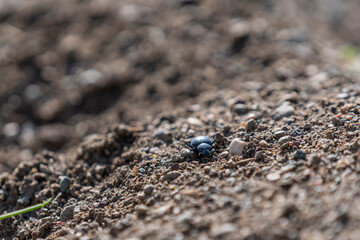 Front view of a black insect crawling on sand with selective focus.
