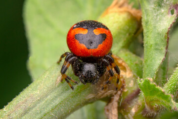 Beautiful spider on a spider web 