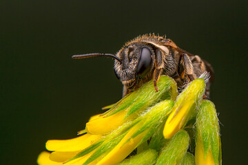 Close Up  beautiful  Bee macro in green nature 