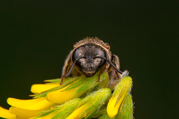 Close Up  beautiful  Bee macro in green nature 