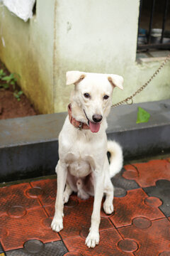 full size photo of a white indian pariah dog