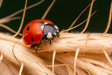 Beautiful ladybug on leaf defocused background