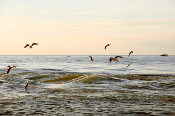 Fototapeta na wymiar Seagulls over the evening sea.