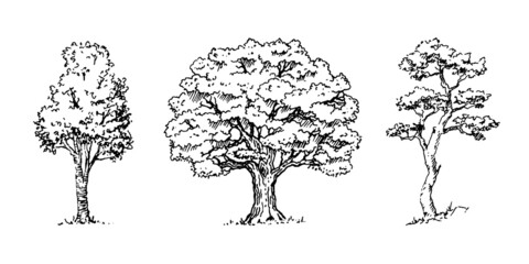 Set of hand drawn architect tree sketches. Perfect for architectural illustration landscape