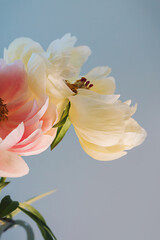 Blooming fluffy pink white peony flower close up on elegant minimal pastel beige background....