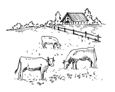 Hand drawn vector landscape with village house and cows grazing in the meadow. Ideal for banner and packaging design.