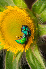 Macro shots, Beautiful nature scene. Closeup beautiful Housefly sitting on the flower in a summer garden.