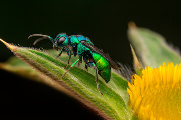Macro shots, Beautiful nature scene. Closeup beautiful Housefly sitting on the flower in a summer garden.