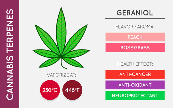 Cannabis Terpene Guide Information Chart. Aroma and Flavor with Health Benefits and Vaporize Temperature. Vector.