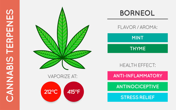 Cannabis Terpene Guide Information Chart. Aroma and Flavor with Health Benefits and Vaporize Temperature. Vector.